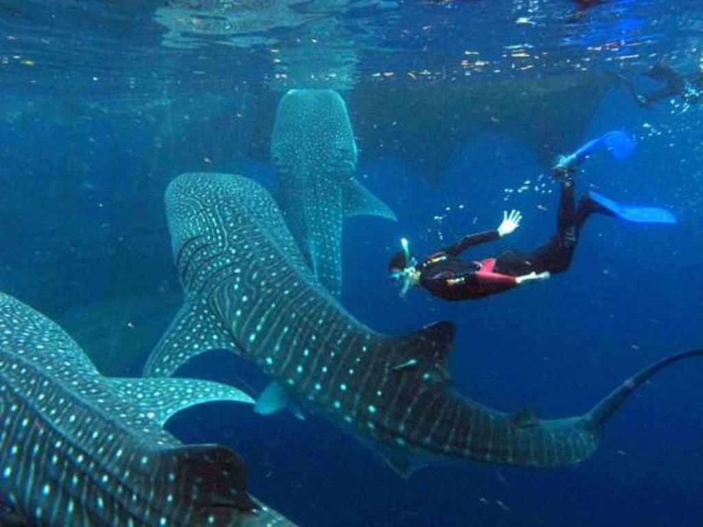 ローカル アイランド イン Hangnaameedhoo エクステリア 写真